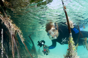 Sylvia Earle snorkeling in the mangroves with an underwater camera